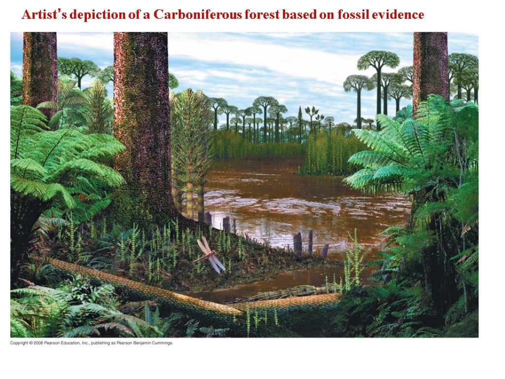 Artist’s depiction of a Carboniferous forest based on fossil evidence